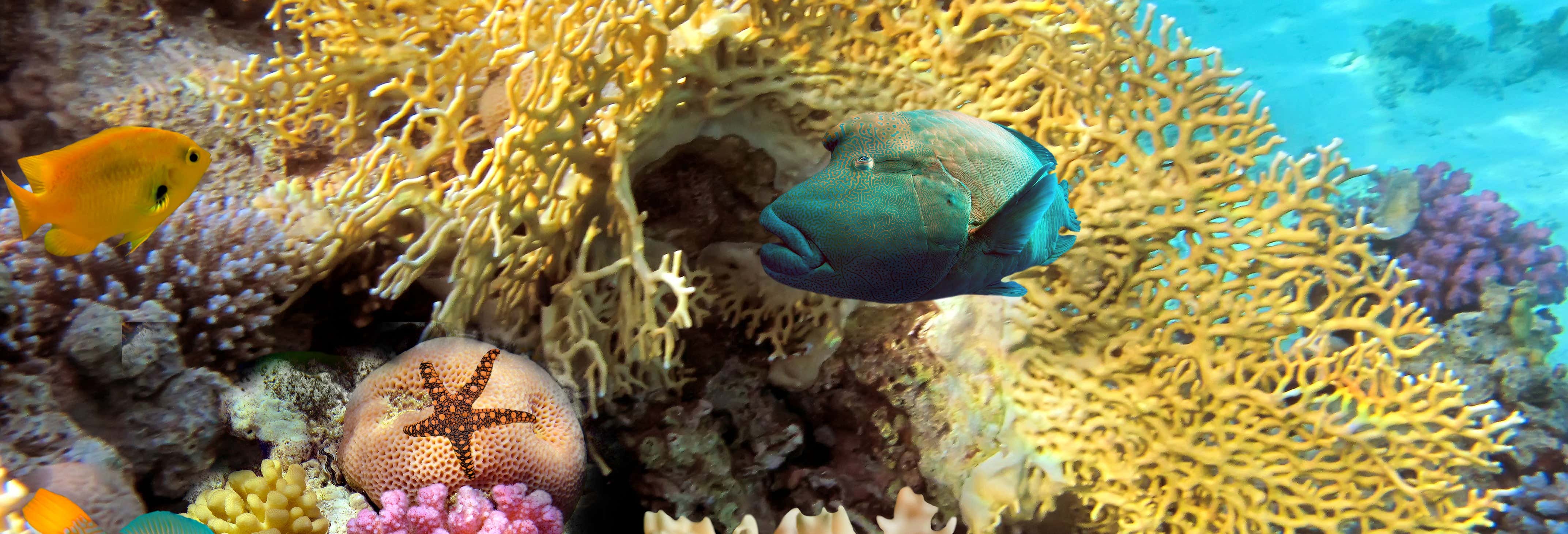 Snorkeling nella barriera corallina di Santa Lucía