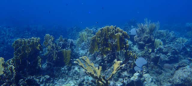 Immersione a Playa Coral