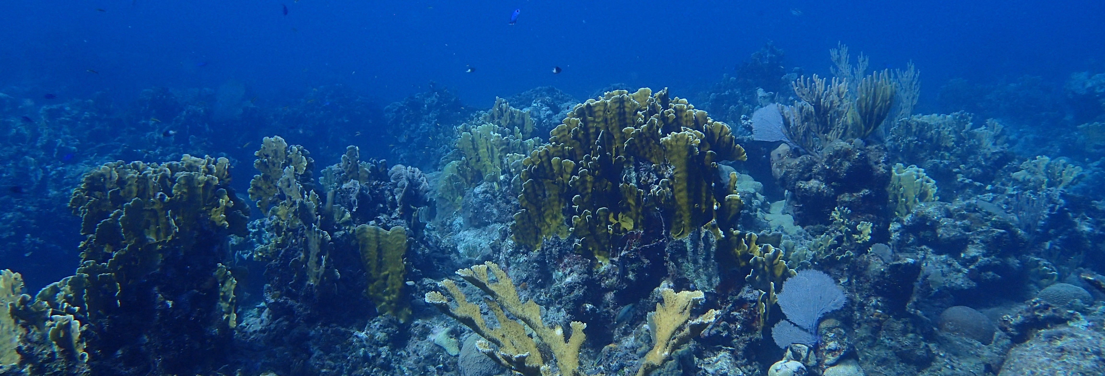 Playa Coral Scuba Diving