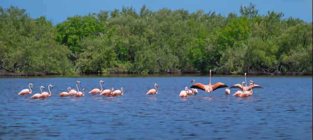 Escursione al Parco Nazionale Ciénaga de Zapata