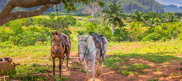 Giro in calesse nella Valle di Viñales