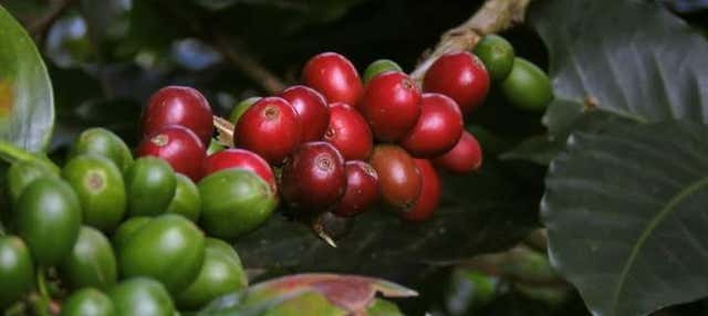 Tour del caffè a Viñales