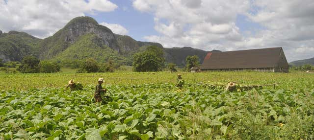 Tour del tabacco a Viñales