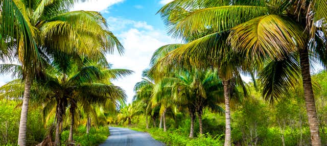 Transfer a Cayo Jutías