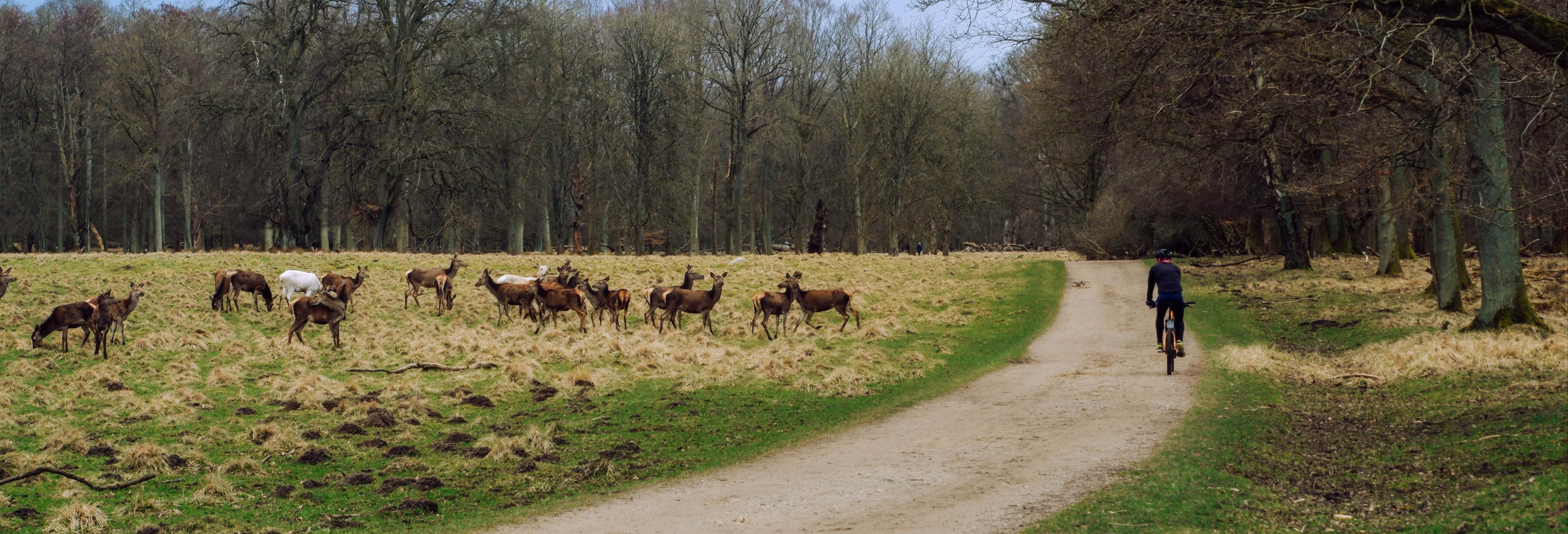 Dyrehaven Park Bike Tour