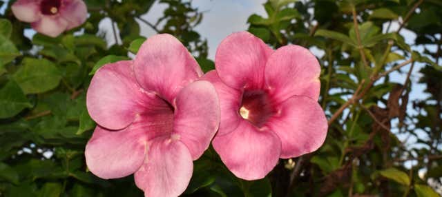 Tour del Giardino Botanico, della Riserva Centrale e della spiaggia di Roseau