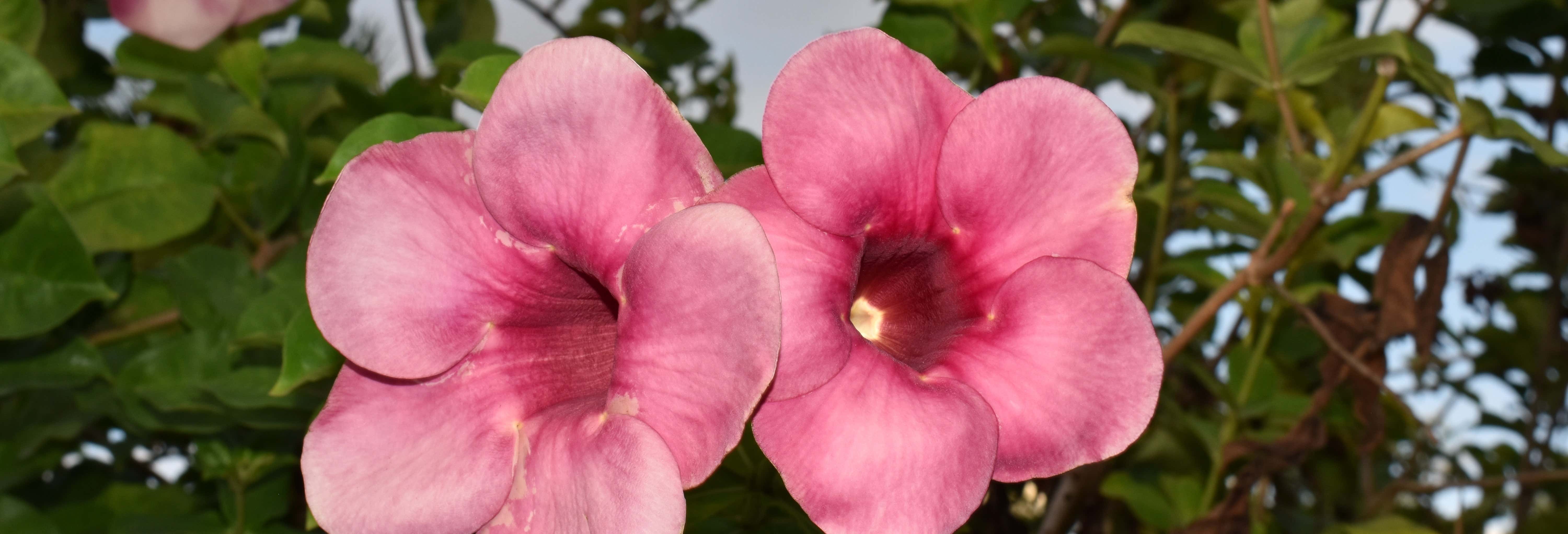 Tour del Giardino Botanico, della Riserva Centrale e della spiaggia di Roseau