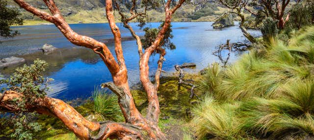 Cajas National Park Tour