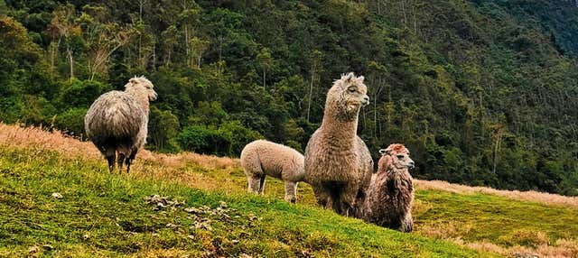 Trilha pelo Parque Nacional Cajas
