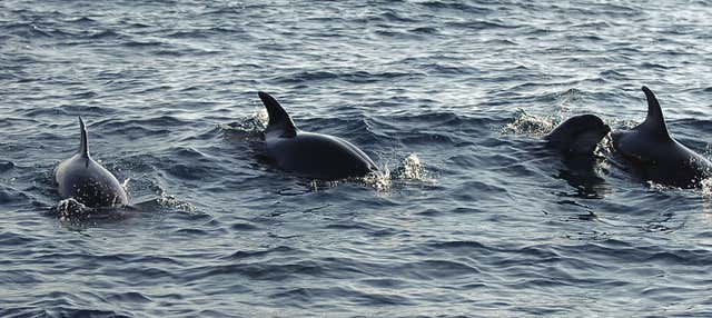 Escursione a Puerto El Morro con avvistamento di delfini