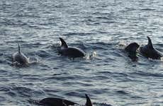 Excursión a Puerto El Morro con avistamiento de delfines