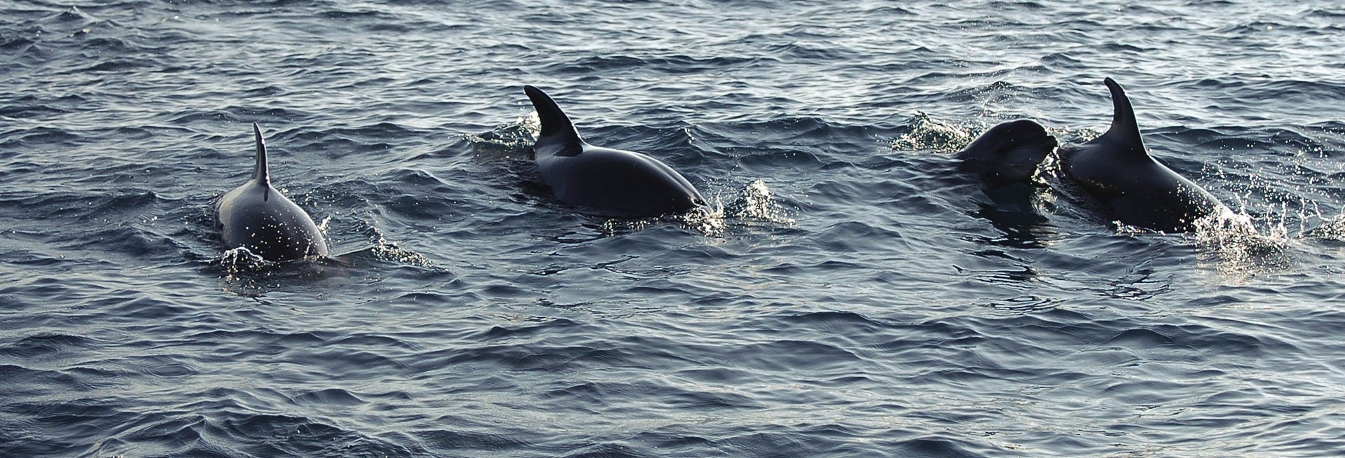 Trip to Puerto El Morro with Dolphin Watching