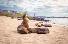 San Cristobal Interpretation Center & Punta Carola Beach Day Trip