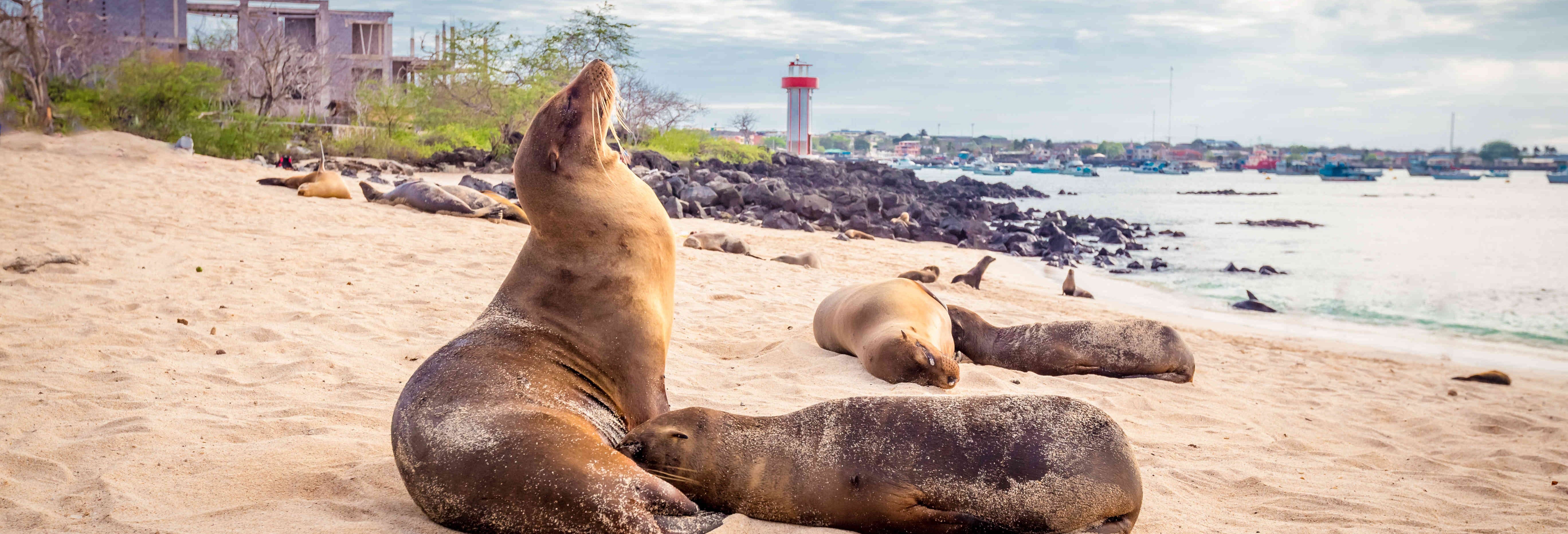 Trip to San Cristobal Interpretation Center & Punta Carola Beach