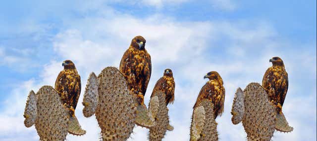 Crociera di 4 giorni nel sud delle Isole Galapagos