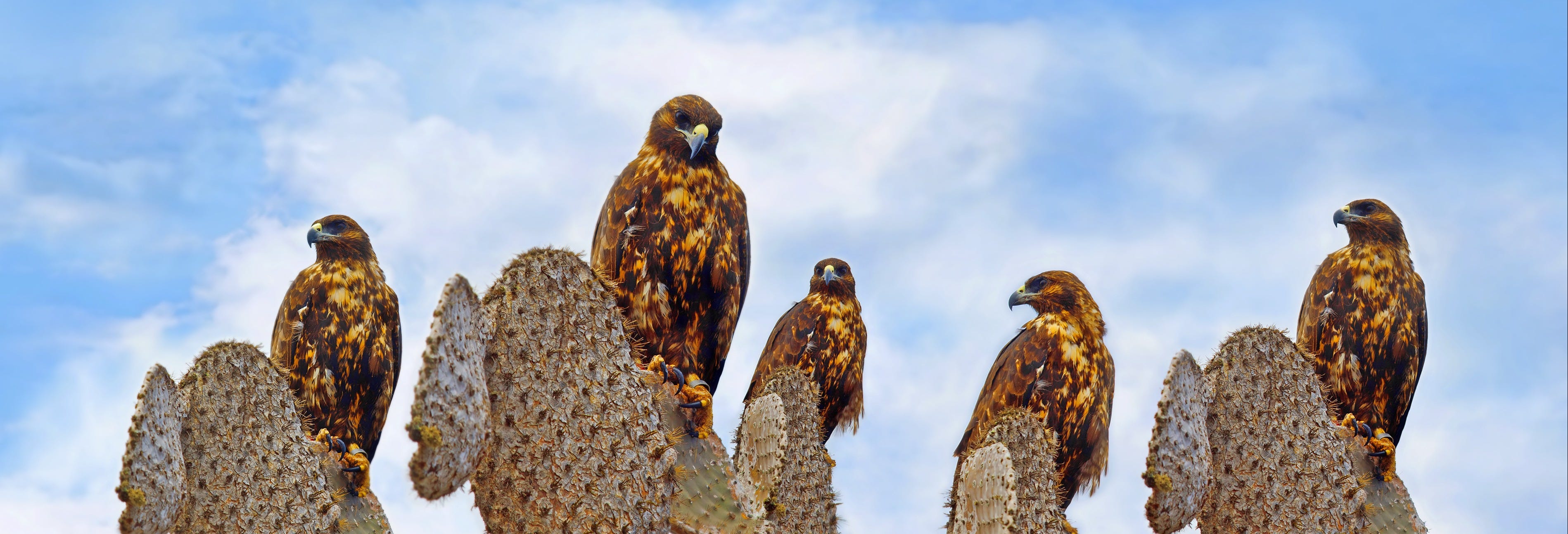 Southern Galapagos 4-day Cruise