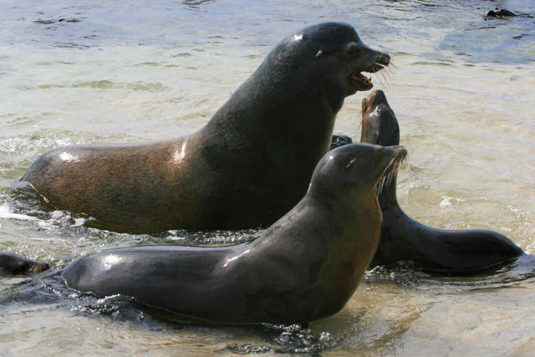 Imagen 10