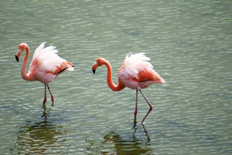 Imagen 2