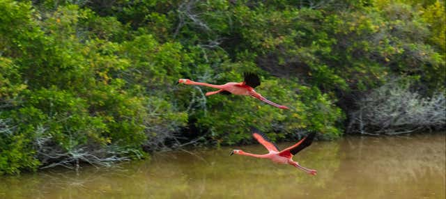 Tour delle paludi di Isola Isabela