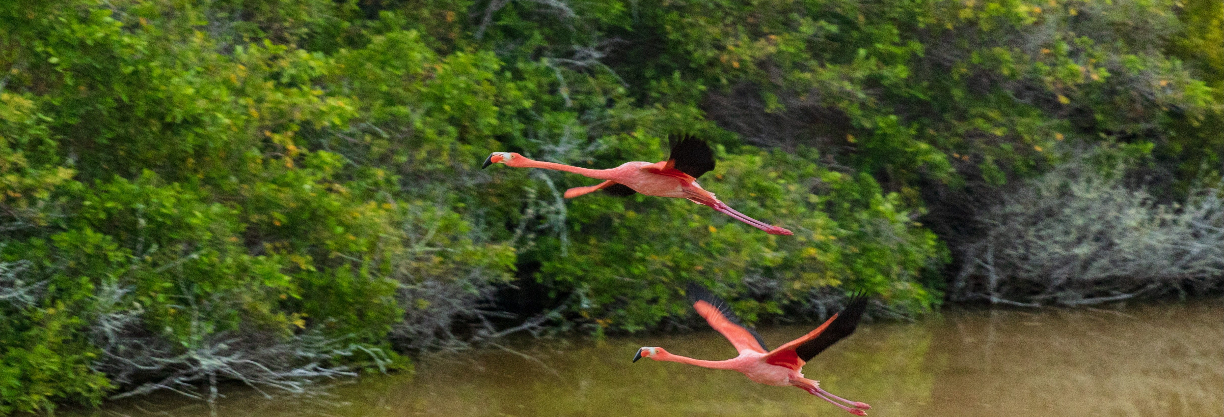 Isabela Island Wetlands Tour