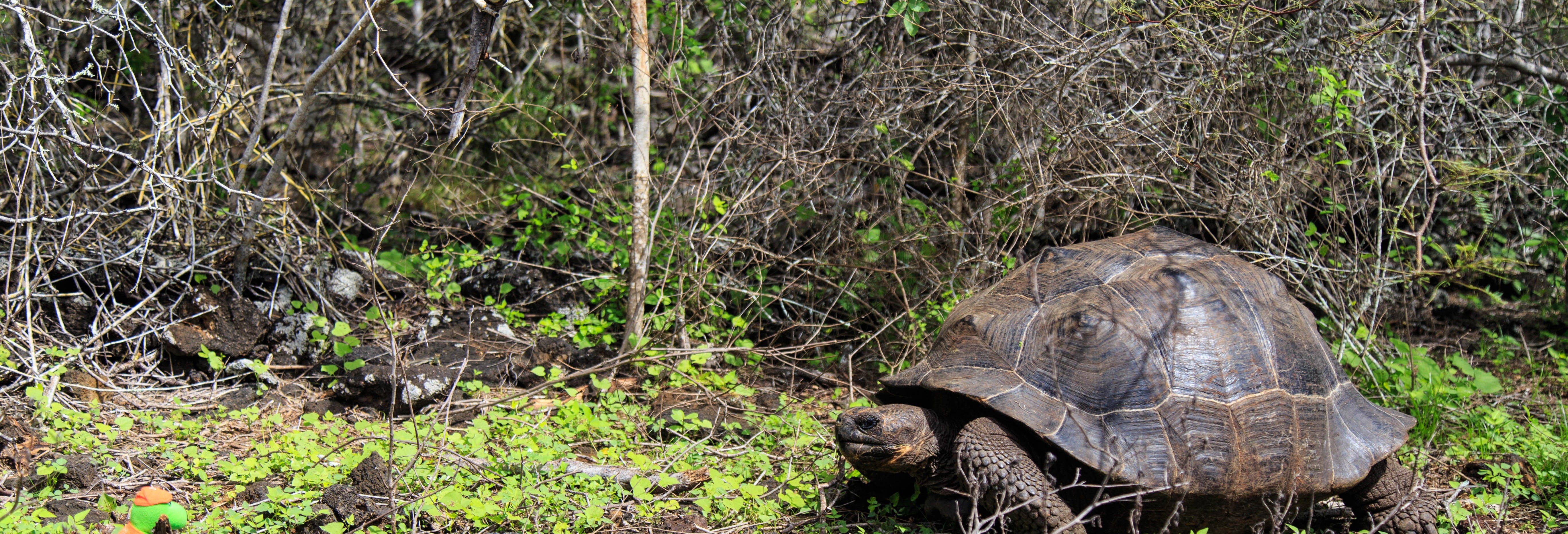 Isabela Island Tortoise Breeding Center Visit