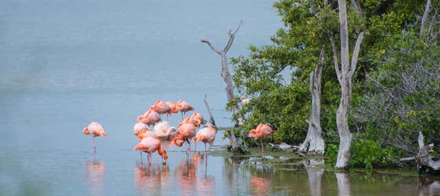 Visita alla Laguna de los Flamingos