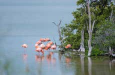 Visita a la Laguna de los Flamingos