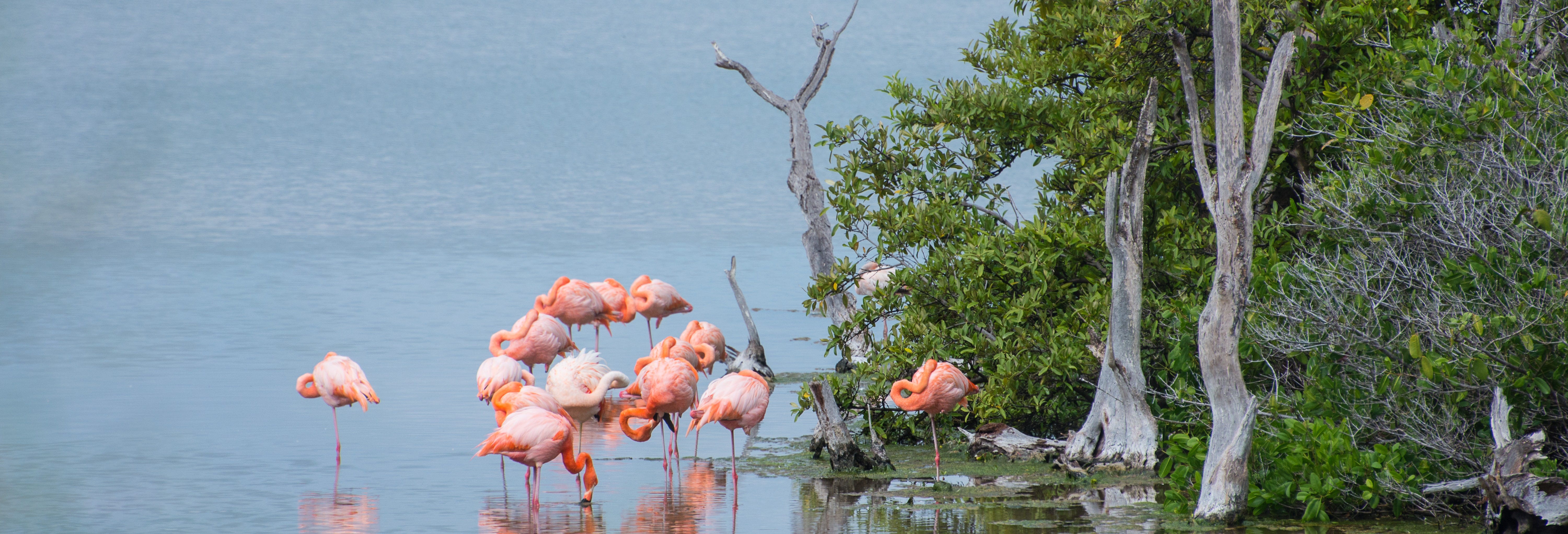 Flamingos Lagoon Tour