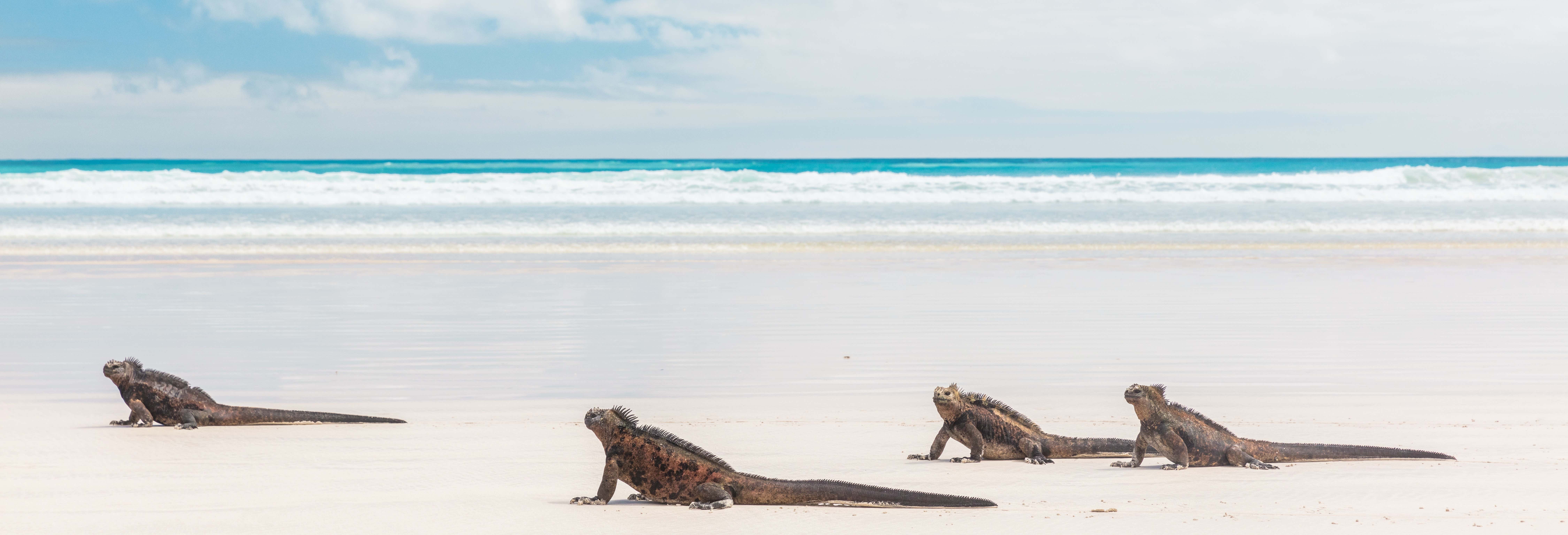 Tour di 7 giorni nelle isole Isabela, Santa Cruz e San Cristóbal