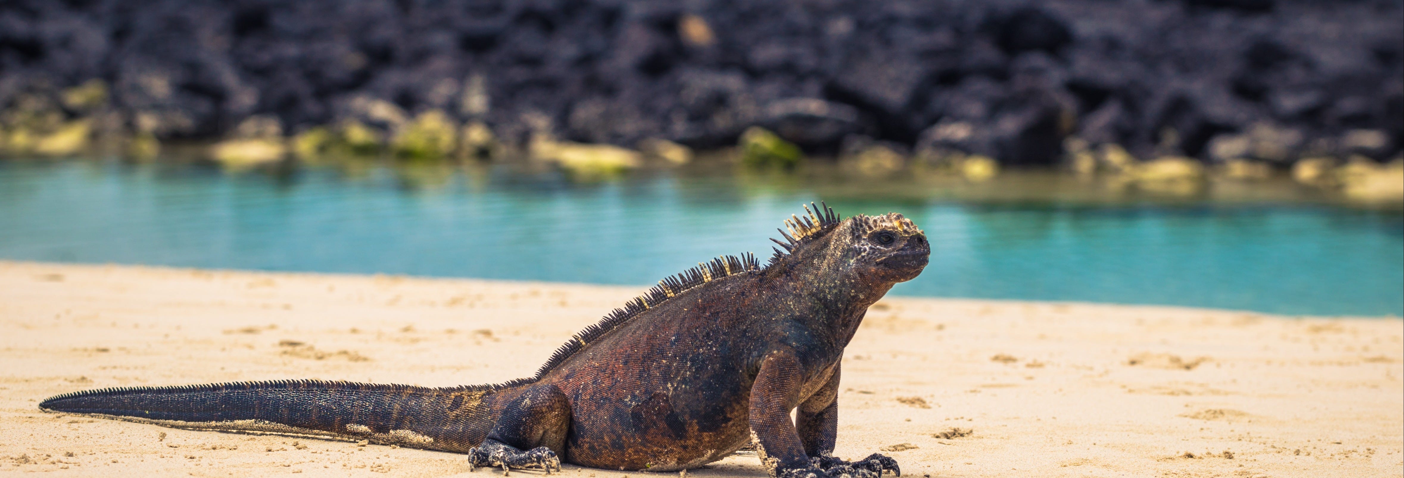 Santa Cruz Island 4-Day Tour Package