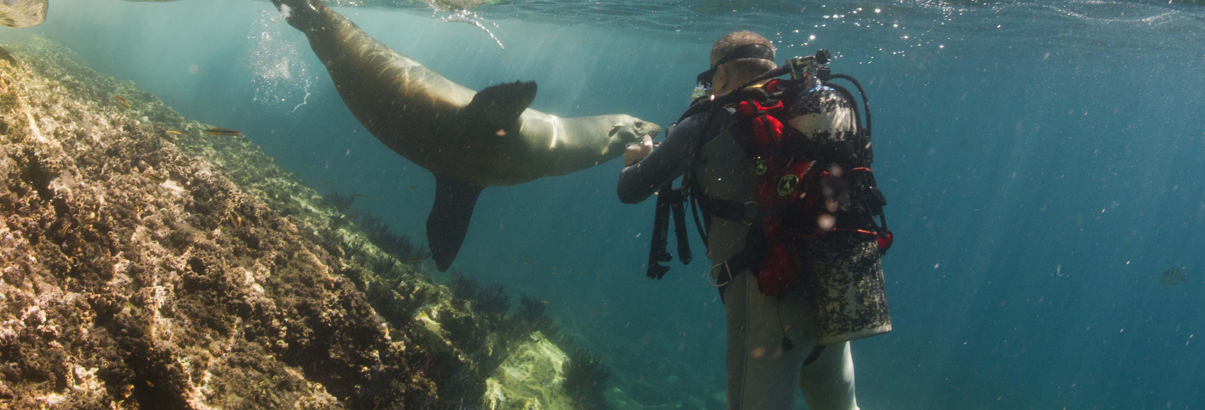 Crociera di 8 giorni nel nord delle Galápagos con immersione
