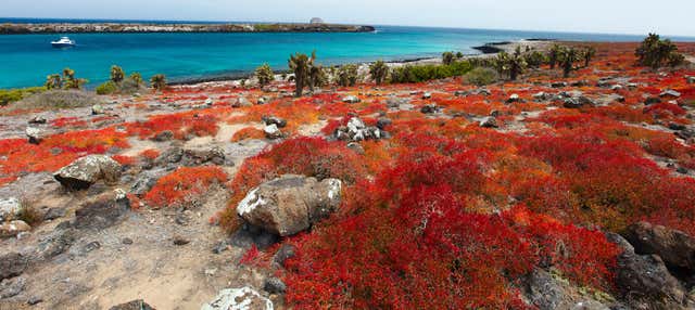 Escursione all'Isola South Plaza