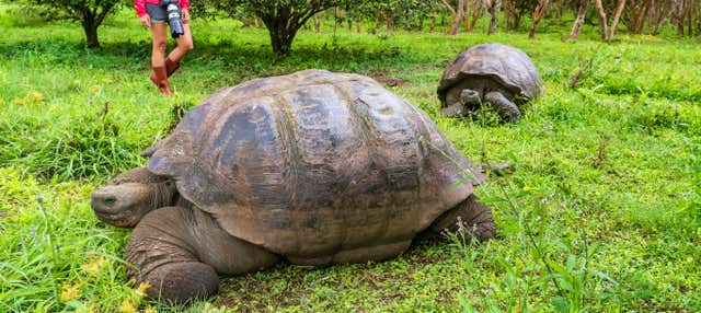 Escursione alla riserva di tartarughe giganti El Chato