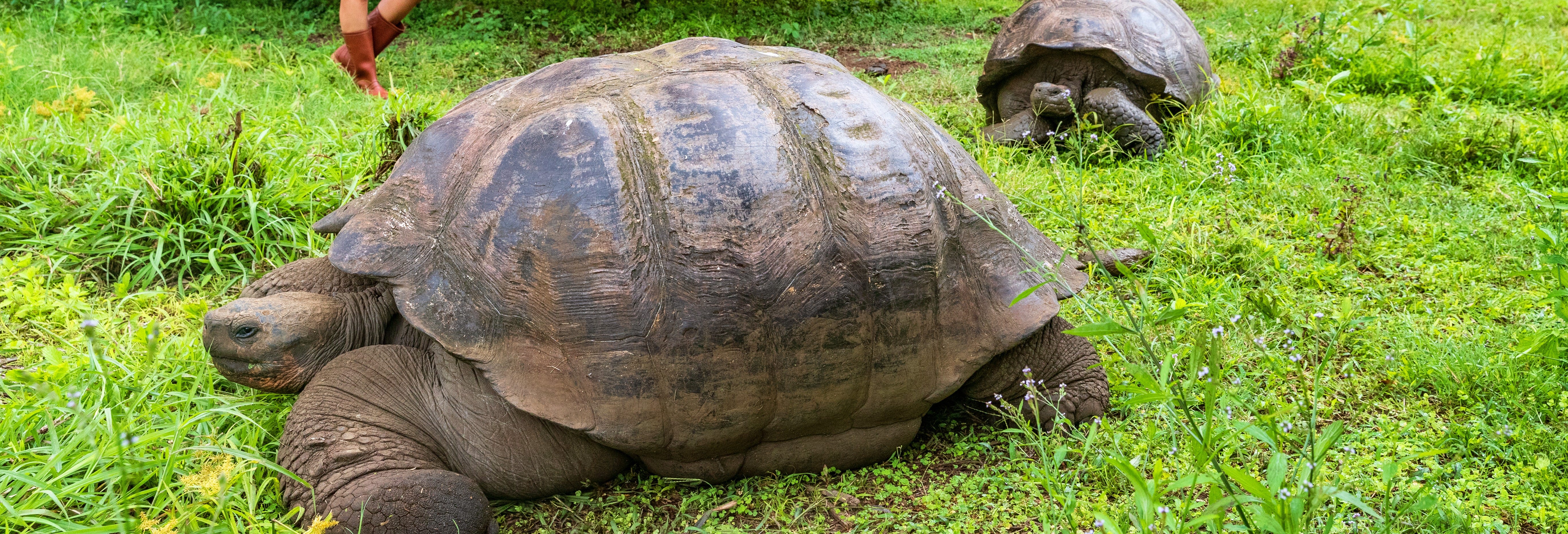 El Chato Ranch Giant Tortoise Tour