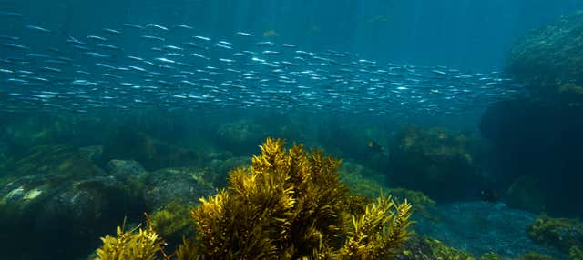 Snorkeling sull'Isola Pinzón