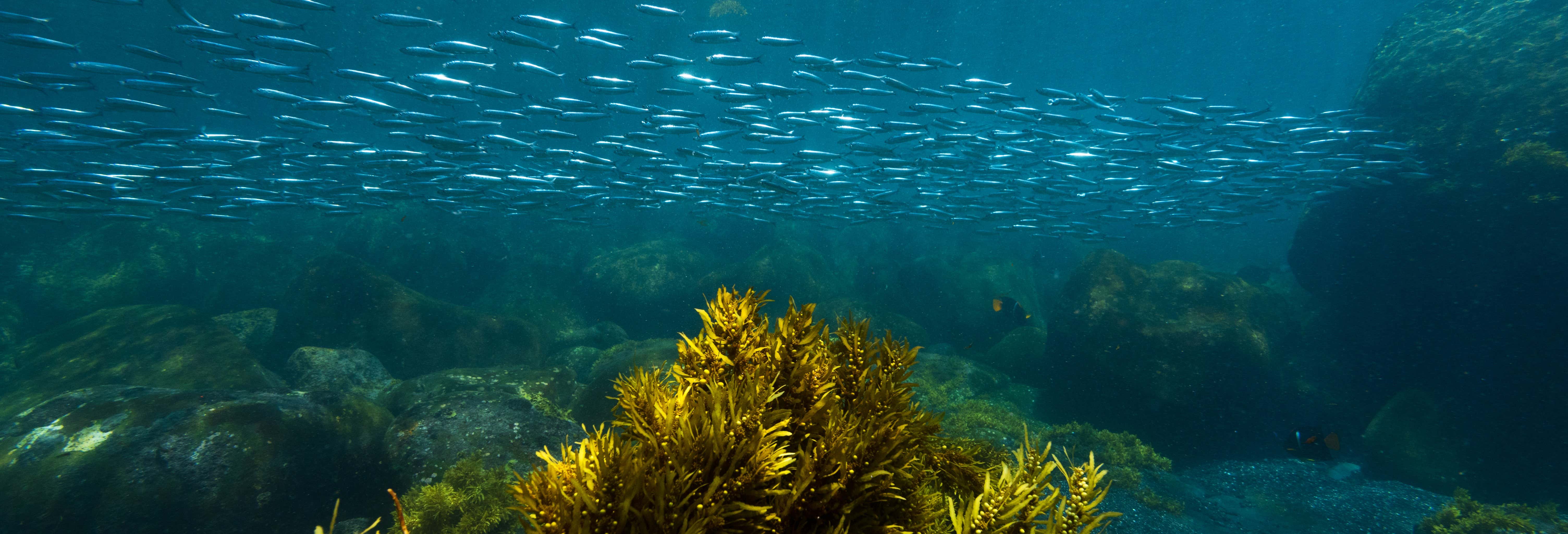 Pinzón Island Snorkelling Activity