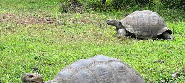 Tour della riserva di Galapagos Frontier + Tunnel di lava