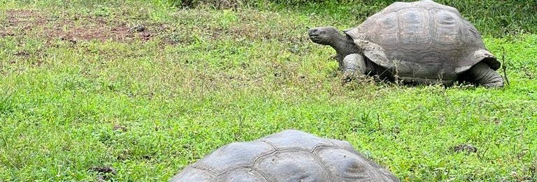 Galapagos Frontier Reserve + Lava Tunnels Tour