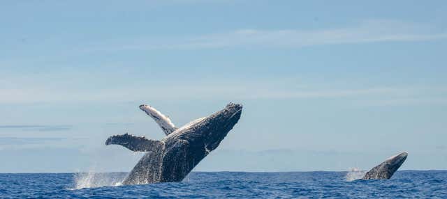 Avvistamento di balene a Manta