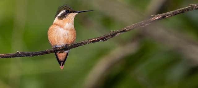 Birdwatching sul fiume Ayampe