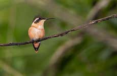 Ayampe River Birdwatching Tour