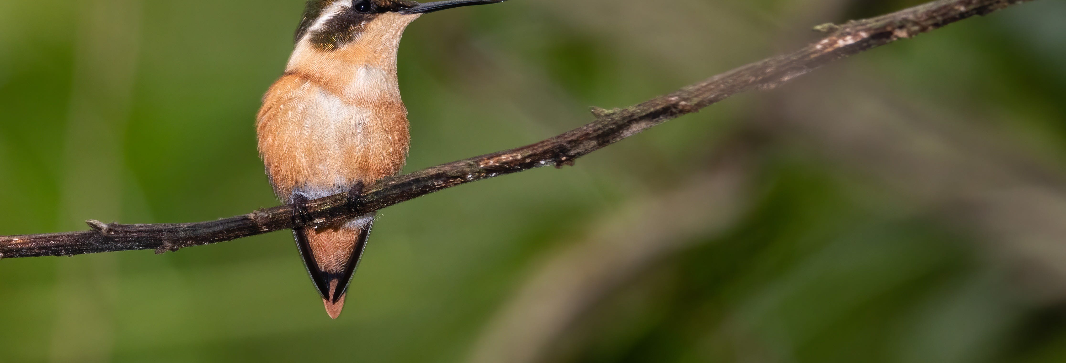 Ayampe River Birdwatching Tour