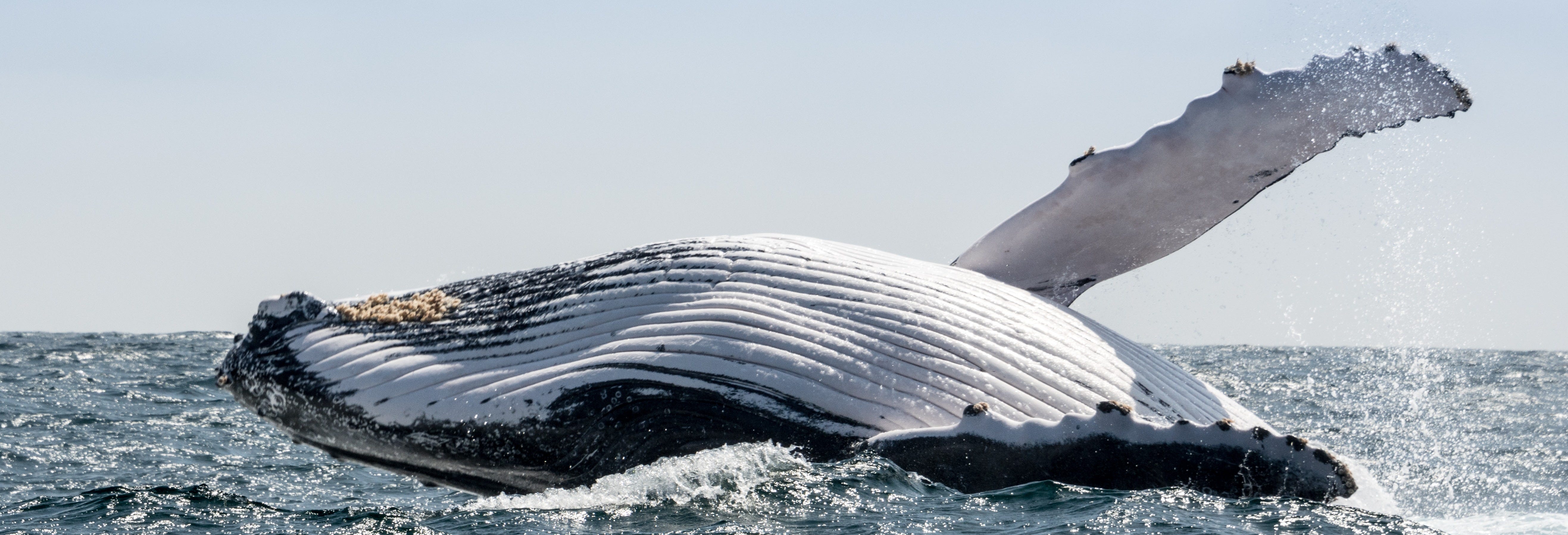 Whale-Watching in Machalilla National Park