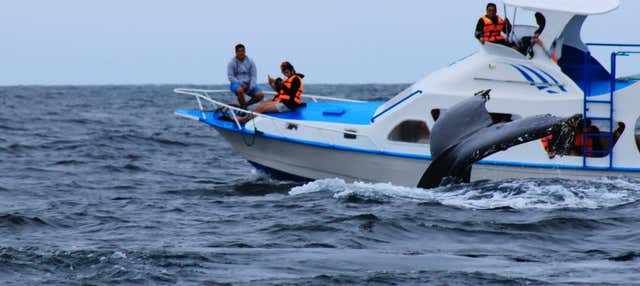 Immersione per principianti a Puerto López 