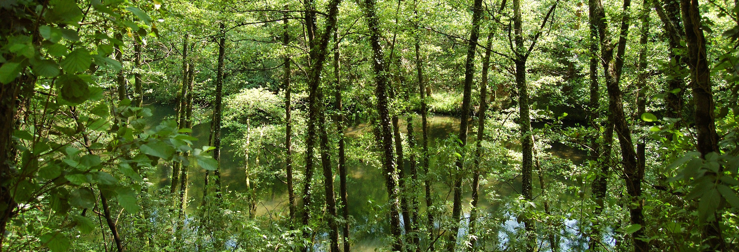 San Sebastián Rainforest Excursion