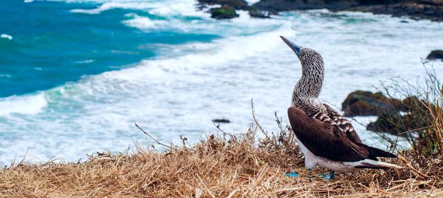 Escursione a Isla de la Plata