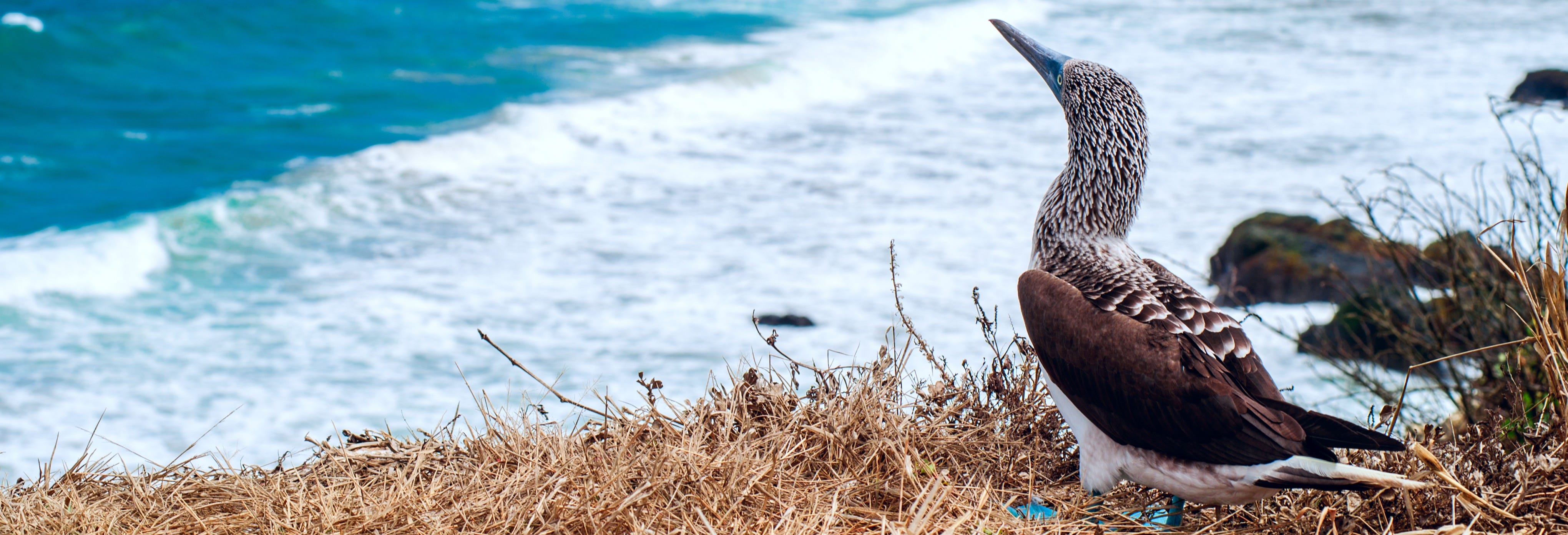 Isla de la Plata Excursion