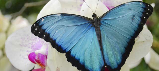 Escursione alla casa delle farfalle di Mindo