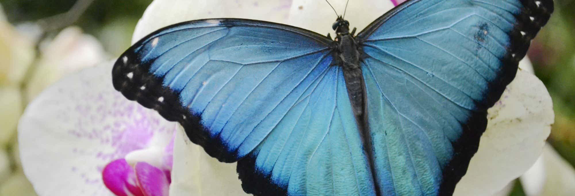 Escursione alla casa delle farfalle di Mindo