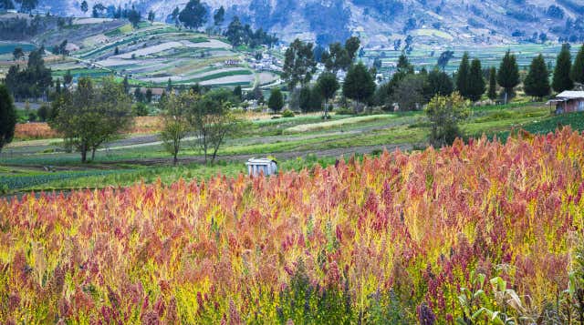 Riobamba